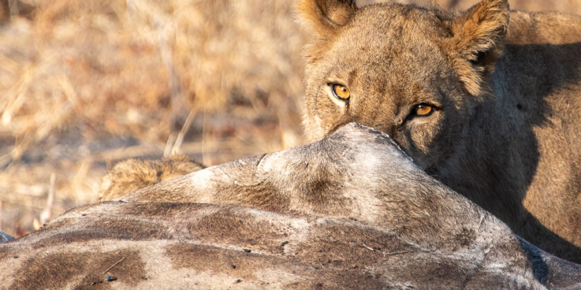 Botswana – Links
