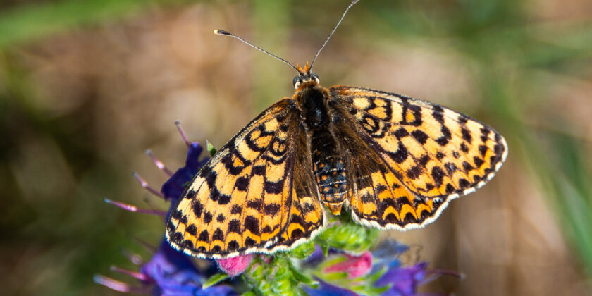 Schwäbische Alb (Deutschland) 2025 Sommer Fotos