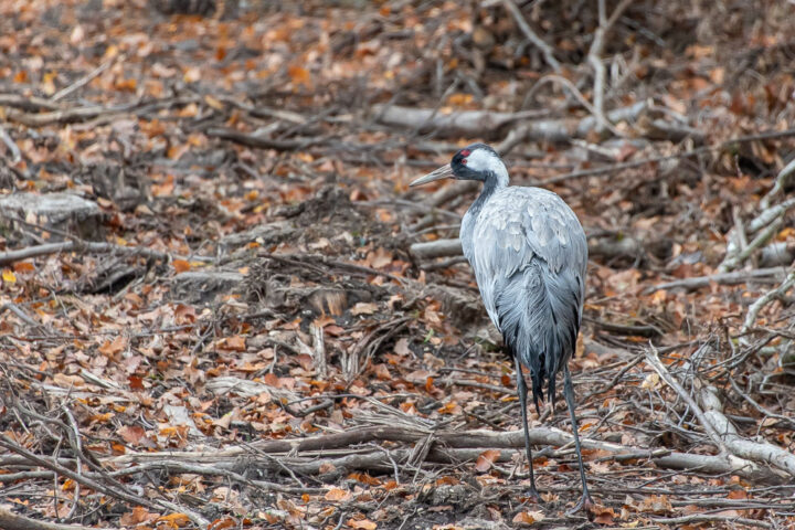 Kranich am Waldesrand