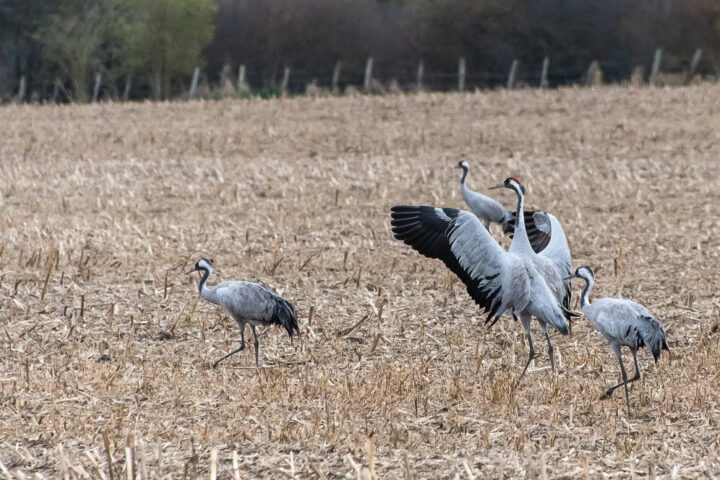 Kraniche auf einem abgeernteten Feld. Dieser Kranich tanzt.