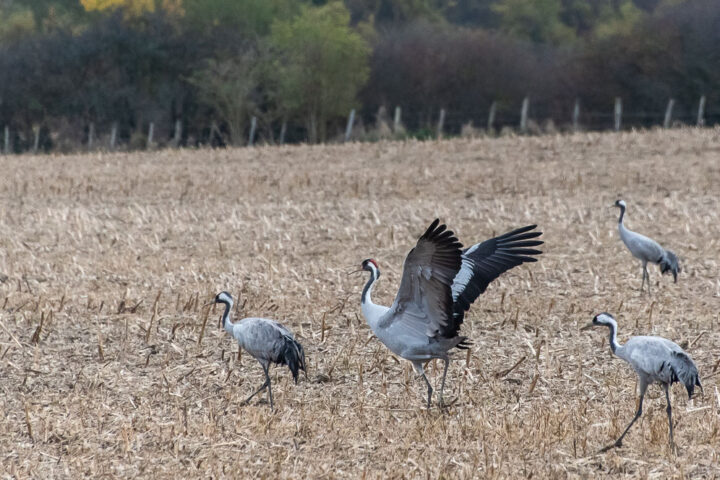 Kraniche auf einem abgeernteten Feld. Dieser Kranich tanzt.