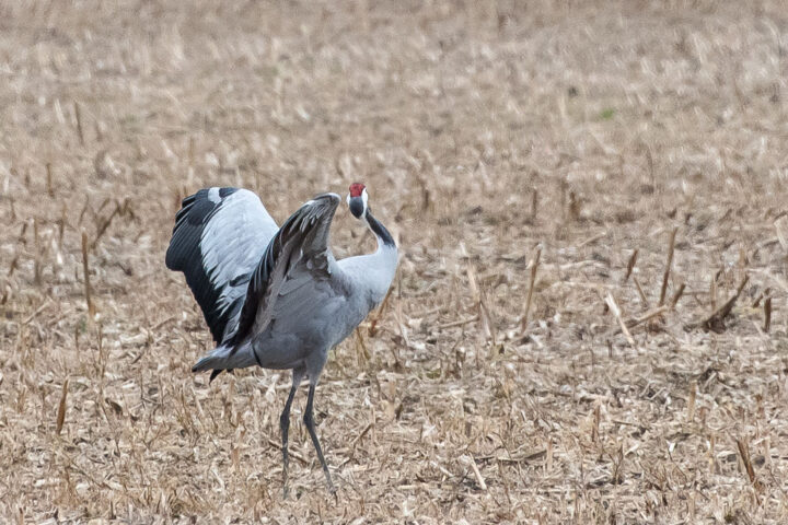 Kranich auf einem abgeernteten Feld.