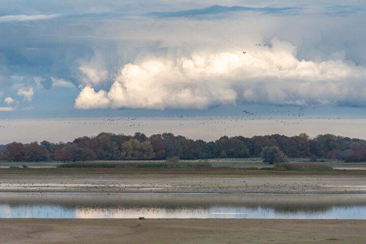 Jeder schwarze Punkt am Himmel über dem Lac du Der ist ein Kranich.