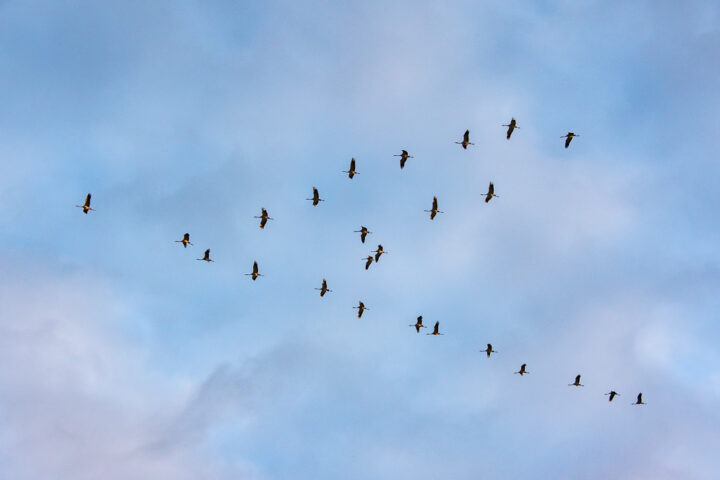 Kranich fliegen zum See