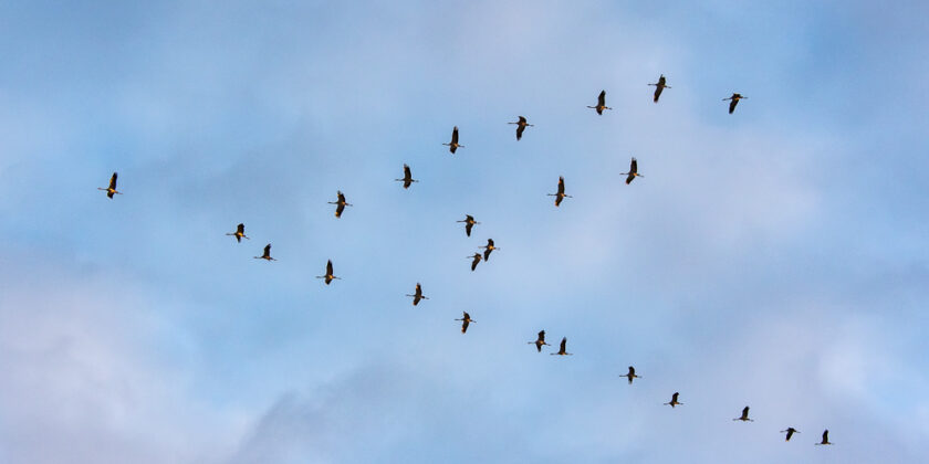Lac du Der (Frankreich) 2025