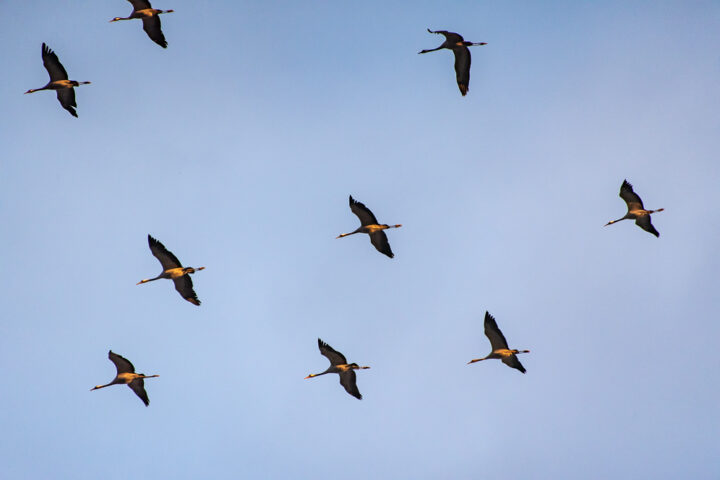Kranich fliegen zum See