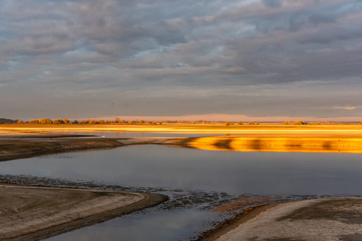 Jeder schwarze Punkt am Himmel über dem Lac du Der ist ein Kranich.