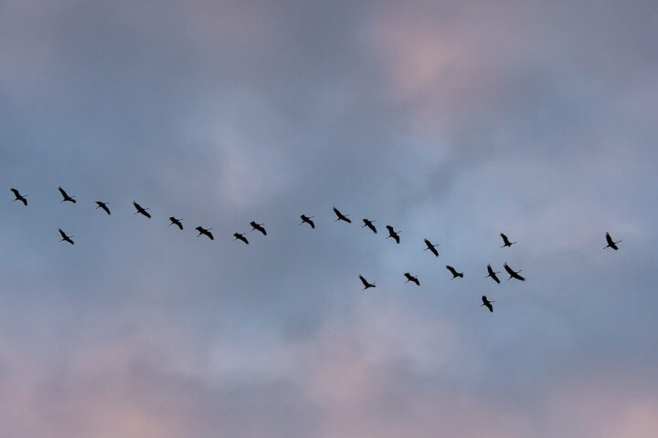 Kranich fliegen zum See