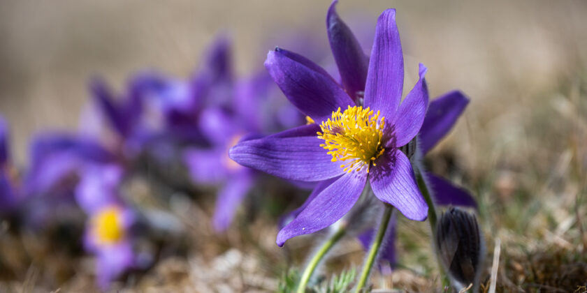 Schwäbische Alb (Deutschland) 2026 Frühling Fotos